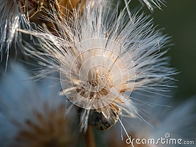 Macro Close up shot of Coyote Brush Baccharis pilularis in winter Stock Photo