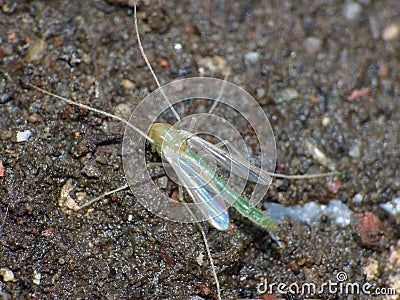 Close up shot of a midge, photo taken mid summer in the United Kingdom Stock Photo