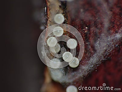 Spider Eggs Close Up Shot Stock Photo