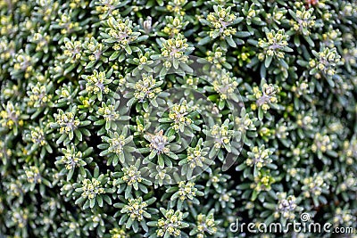 Macro close up of tiny alpine plants growing on top of Mount Wellington Stock Photo