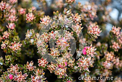 Macro close up of tiny alpine plants growing on top of Mount Wellington Stock Photo