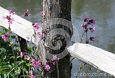 Close up rustic fencing by the river Stock Photo