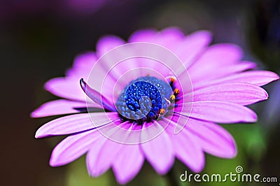 Macro close-up violet purple African Cape osteospermum daisy flower Stock Photo