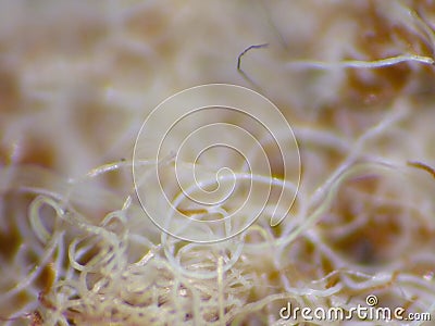 Close Up Of Wool Using Macro Lens Lumix Camera Stock Photo