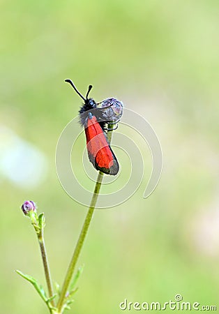 Zygaena pseudorubicundus , burnet moth on flower Stock Photo