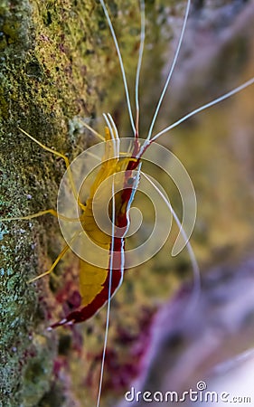 Macro closeup of a atlantic cleaner shrimp, colorful prawn from the atlantic ocean Stock Photo