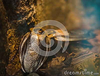 Macro closeup a of deaths head cockroaches, popular insect specie from America Stock Photo