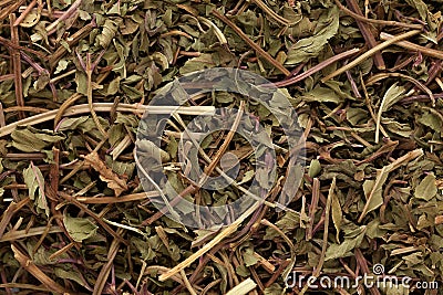 Macro closeup of dried organic Peppermint (Mentha piperita) Stock Photo