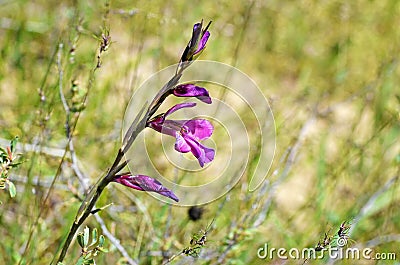 Gladiolus kotschyanus , natural beautiful gladiolus flower Stock Photo