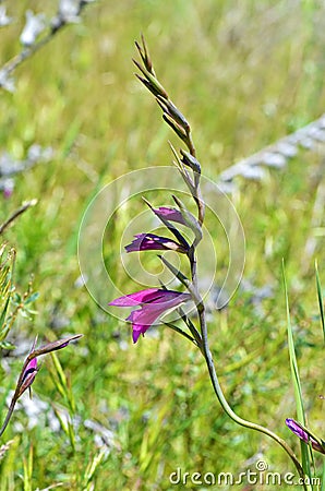 Gladiolus kotschyanus , natural beautiful gladiolus flower Stock Photo