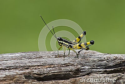 Macro closeup of grasshopper on wood Stock Photo