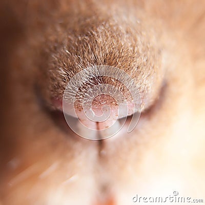 a macro of the snout of a cute hedgehog Stock Photo