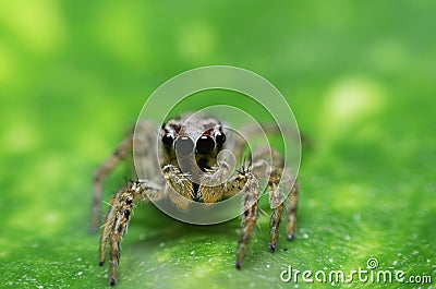 macro closeup on Hyllus semicupreus Jumping Spider on green leaf Stock Photo