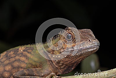 Macro Closeup image of rare species lizard of Sabah, Borneo Stock Photo