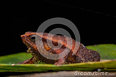 Macro closeup image of Sticky Frog (Kalophrynus meizon) Sabah, Borneo Stock Photo