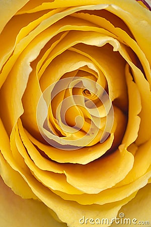 Macro closeup of an intense yellow creamy pastel rose Stock Photo
