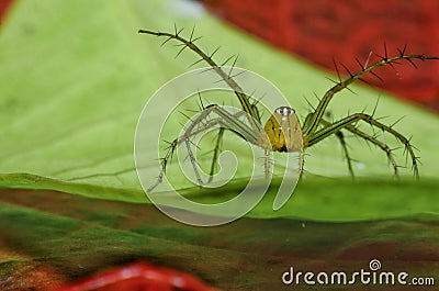 Macro closeup Java Lynx Spider ,Jumping Spider on green leaf Stock Photo