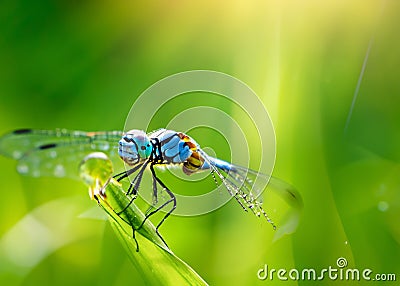 macro closeup photo of a dragonfly on blurred green natural background, sun rays, water droplets created with generative Stock Photo