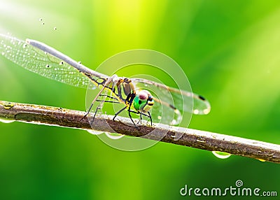 macro closeup photo of a dragonfly on blurred green natural background, sun rays, water droplets created with generative Stock Photo