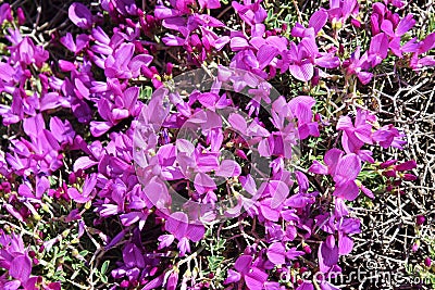 Onobrychis cornuta , Horned sainfoin flower in Alborz Mountains , flora Iran Stock Photo