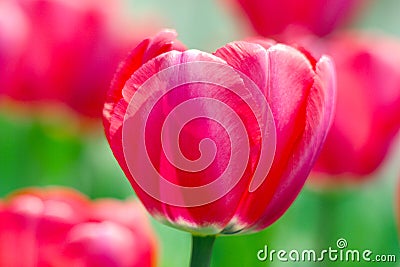 Macro Closeup pink tulips under the sun Stock Photo