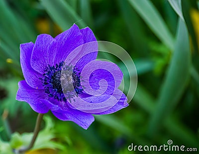 Macro closeup of a purple anemone flower, popular cultivated ornamental flower, colorful flowers for the garden Stock Photo