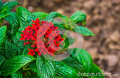 Macro closeup of red clustered flowers on a pentas plant, popular tropical plant from Africa, ornamental flowering garden plants, Stock Photo