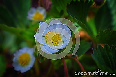 Macro Closeup of a single strawberry blossom, blurred and out of focus background in Cottage Garden in South Jordan, Utah. Stock Photo