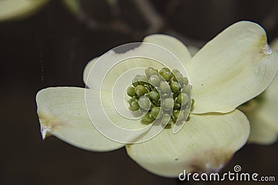 Macro closeup spider webs flowering Dogwood flower white with tiny green buds in the Spring Stock Photo