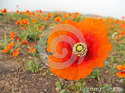 Close up of Papaver tenuifolium flower in wild , flora Iran Stock Photo
