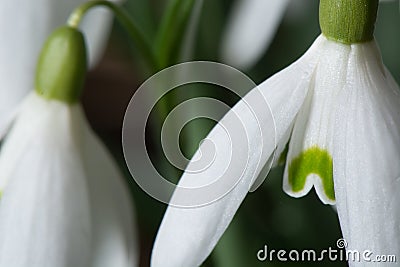 Macro Closeup of a Spring Snowdrop Flower Stock Photo