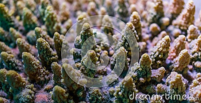 Macro closeup of a stony coral specie, colony of corals, marine life background Stock Photo