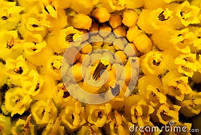 Macro closeup of sunflower showing stamens Stock Photo