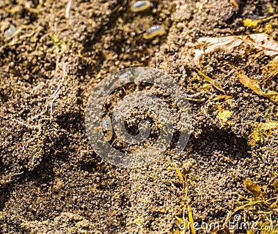 Macro closeup of the tunnel of a black garden ant colony, ants with larvas, invasive insect specie from Europe Stock Photo