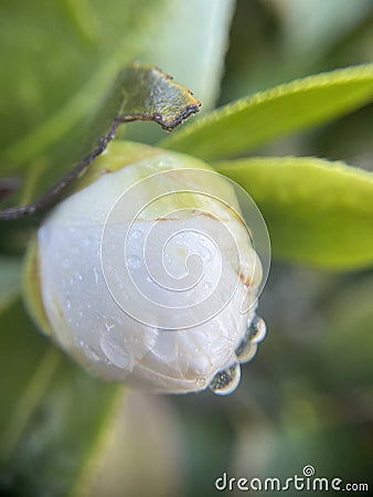 White flower bud plant with water droplets and waterdrop green background Stock Photo