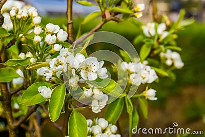 Macro closeup of white roses in bloom during spring, pear tree, fruit cultivation and organic gardening Stock Photo