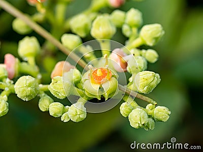 Macro cluster of cayratia japonica flowers 7 Stock Photo