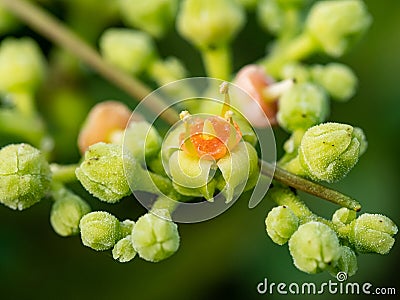 Macro cluster of cayratia japonica flowers 4 Stock Photo