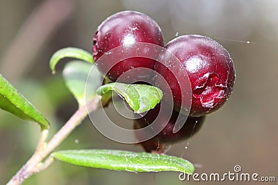 Macro of a cluster of ripe lingonberries on a plant Stock Photo