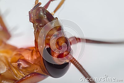 Macro of cockroach insects of the order Blattodea Stock Photo