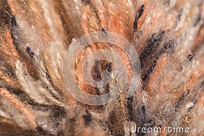 Macro color image of knitted fluffy colorful texture of pompon Stock Photo
