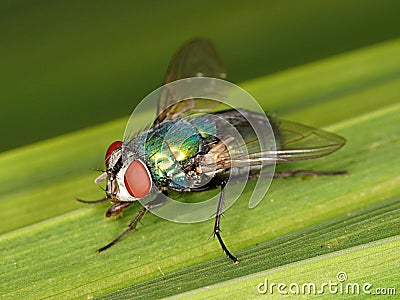 Macro of Common green bottle fly Lucilia sericata Stock Photo