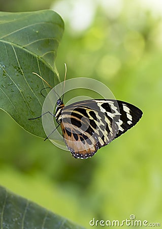 Macro Common Tiger Glassywing Butterfly Stock Photo