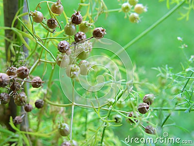 Macro Coriander seeds on plant Stock Photo