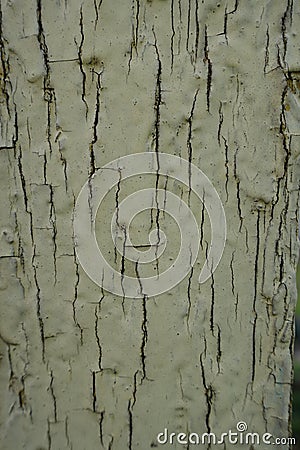 Macro of crackled paint on old yellow wall Stock Photo