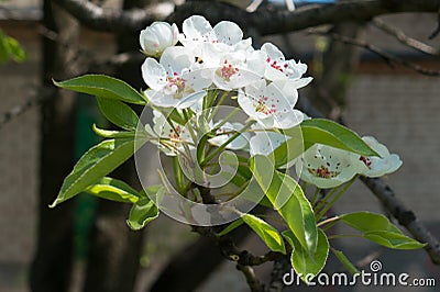 Macro of cyme of white pear flowers Stock Photo