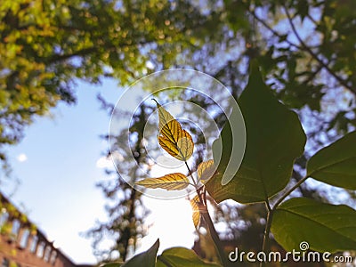 Sunbeam breaking through the foliage Stock Photo