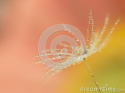 Macro of dandelion fluff covered with water droplets on dreamy orange / green and yellow background Stock Photo