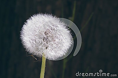 Macro of dandelion puff with mosquito Stock Photo