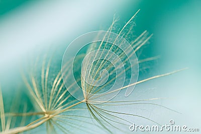 Macro of dandelion seed Stock Photo